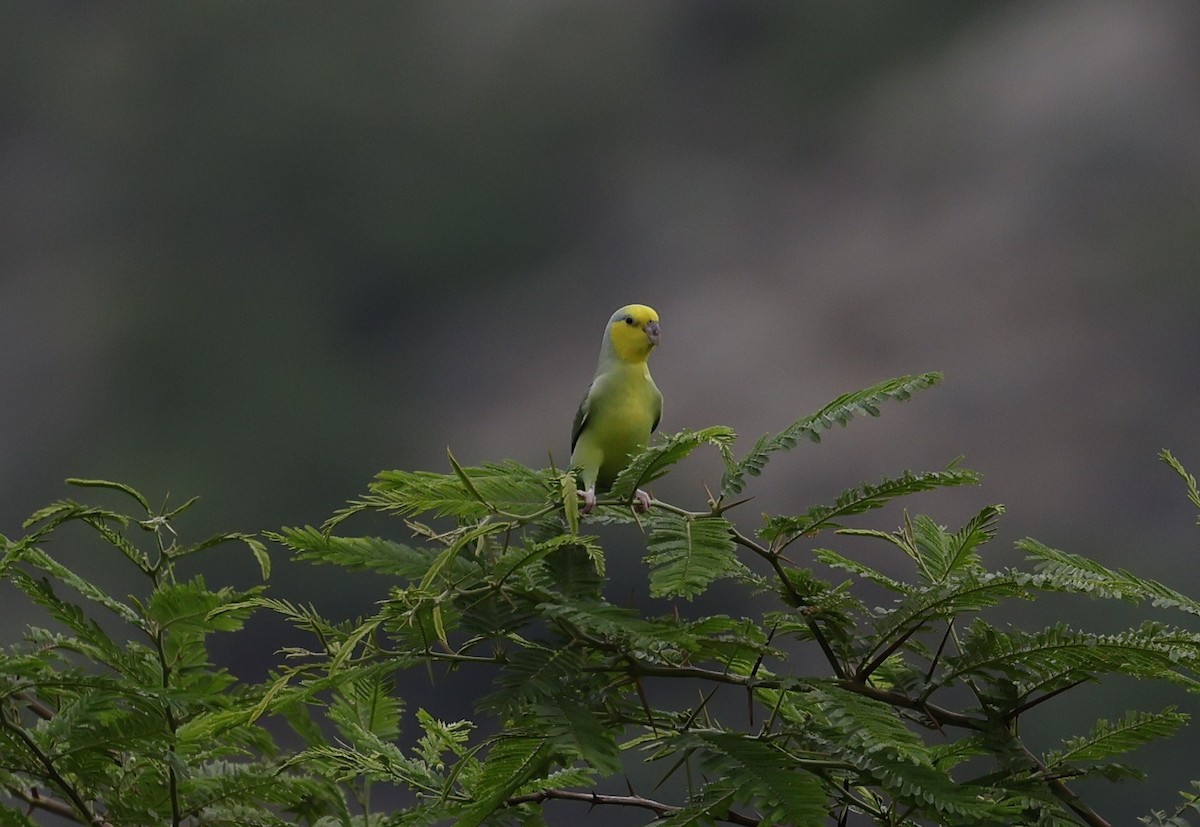 Yellow-faced Parrotlet - ML646496480