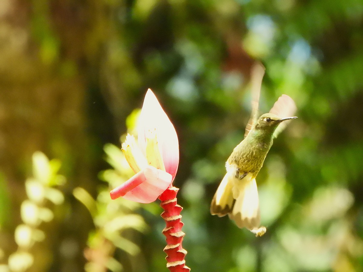 Buff-tailed Coronet - ML646496484