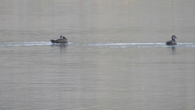 White-winged Scoter - ML646496486
