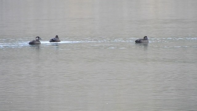 Surf Scoter - ML646496490