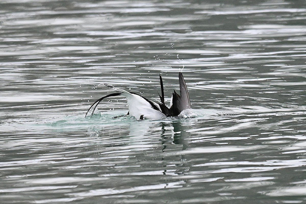 長尾鴨 - ML646496491