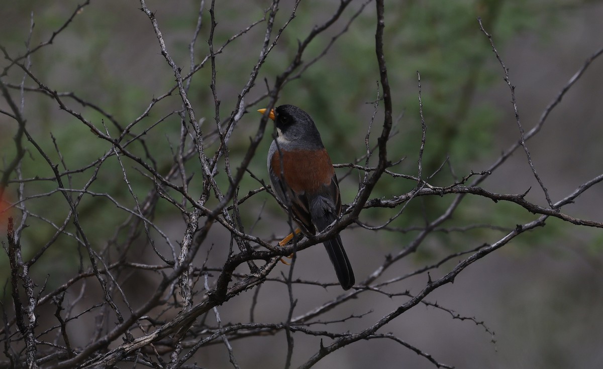 Buff-bridled Inca-Finch - ML646496493