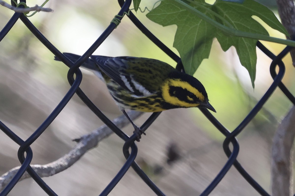 Townsend's Warbler - ML646496495