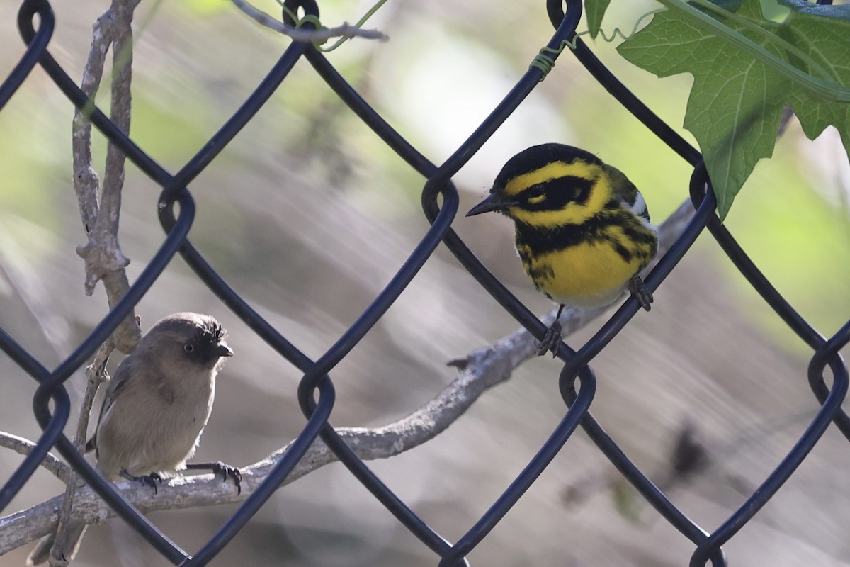 Townsend's Warbler - ML646496496