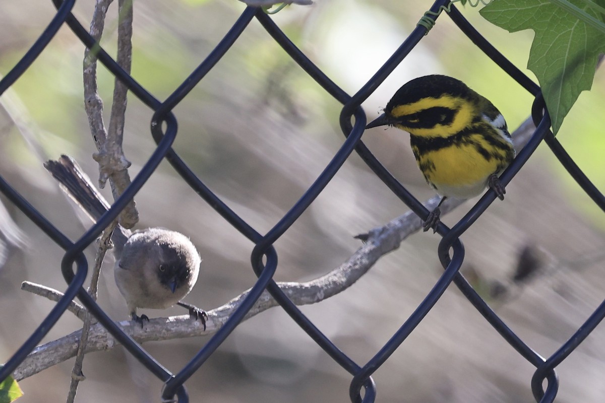 Townsend's Warbler - ML646496497