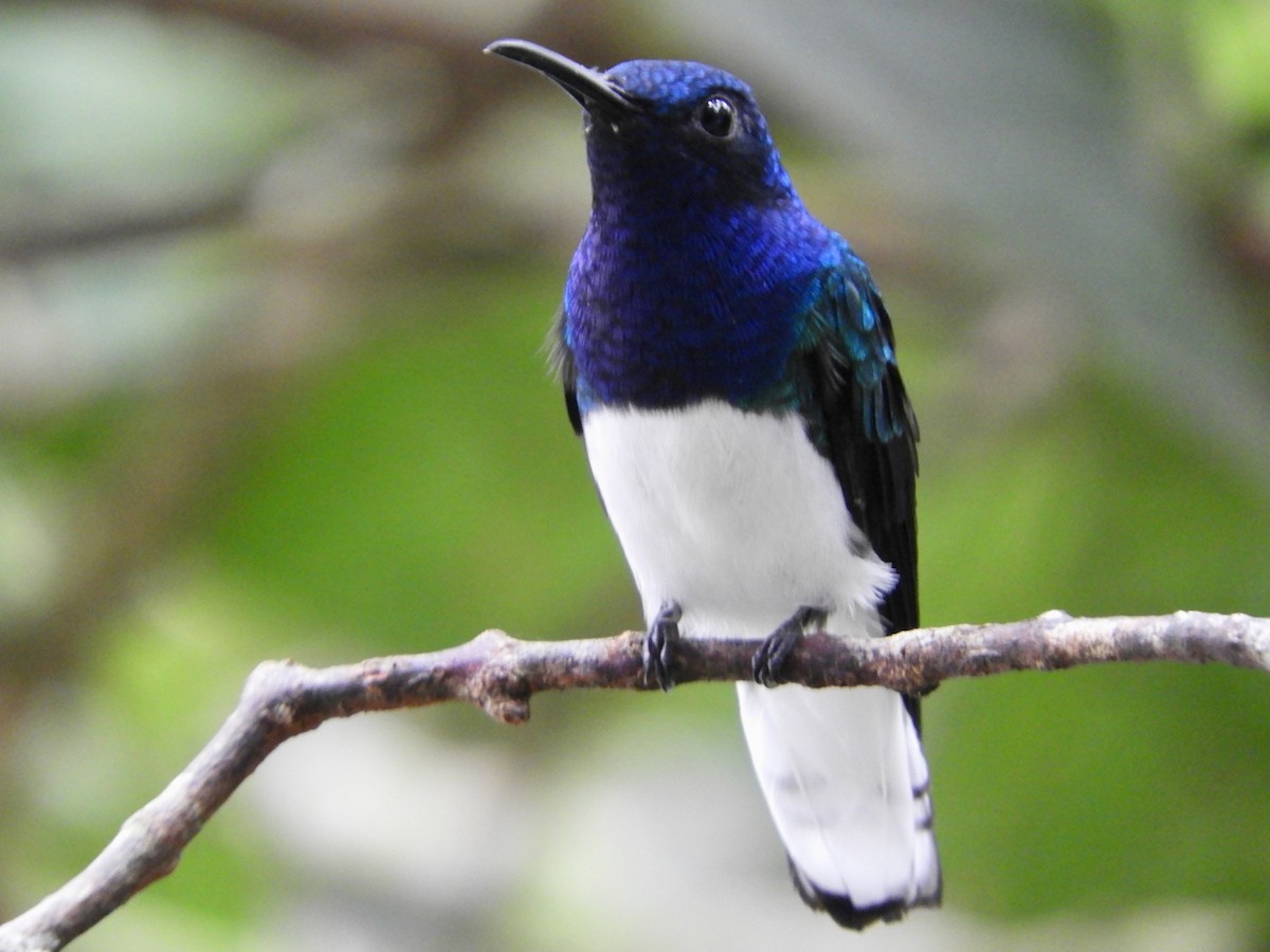 White-necked Jacobin - ML646496499