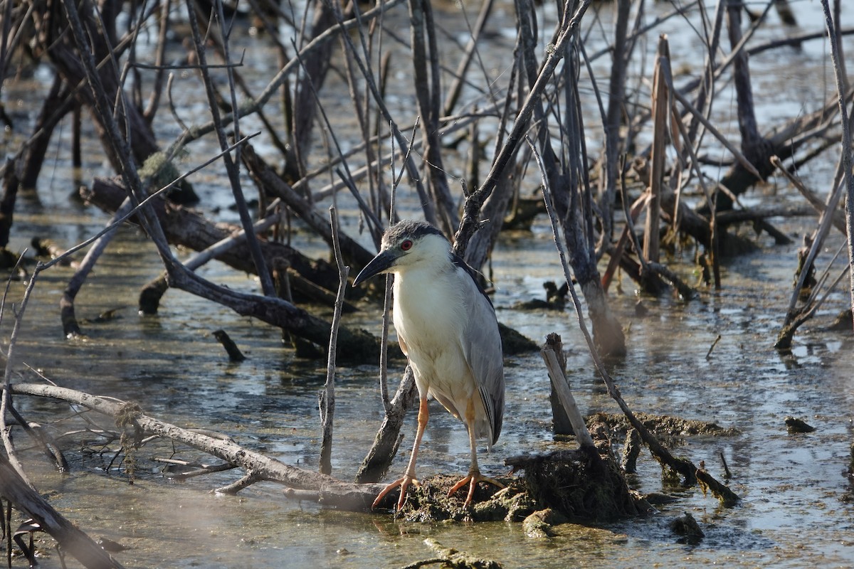 ゴイサギ - ML646496502