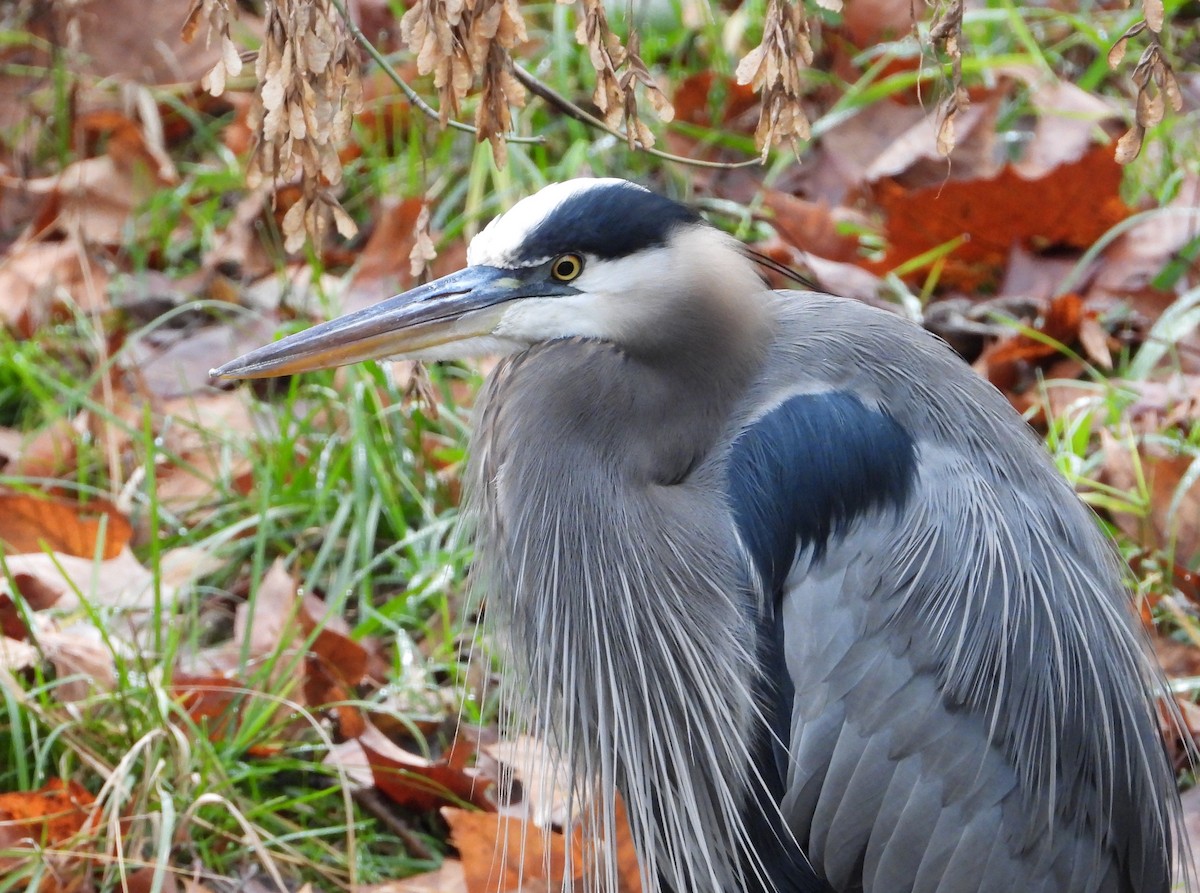 Great Blue Heron - ML646496503