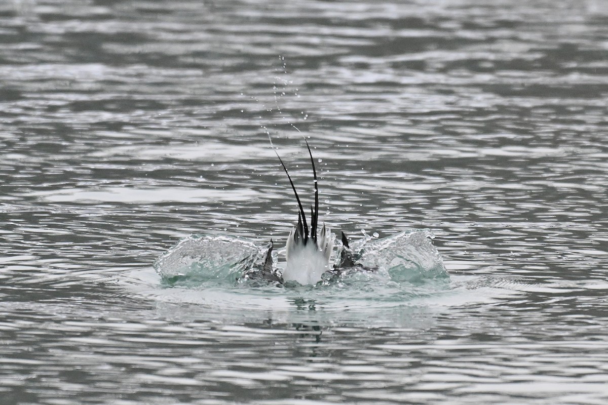 長尾鴨 - ML646496504