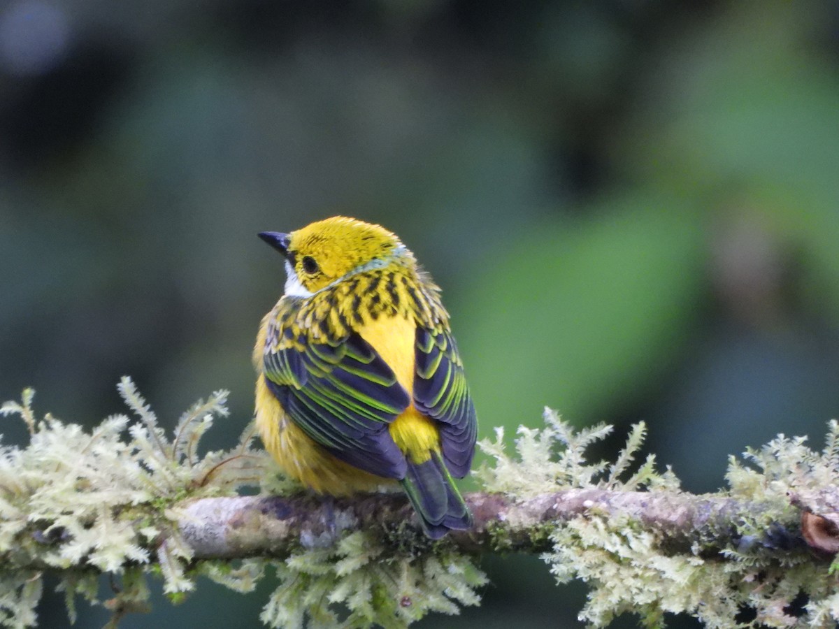 Silver-throated Tanager - ML646496507