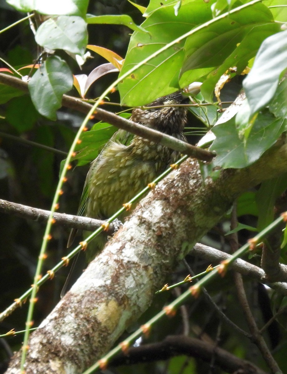 Spotted Catbird - ML646496511