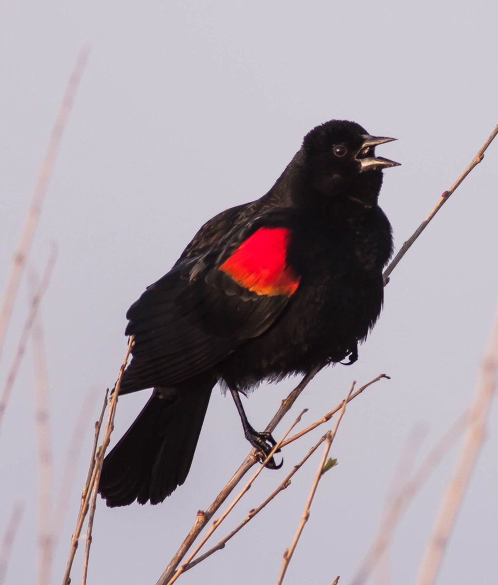 Red-winged Blackbird - ML646496512