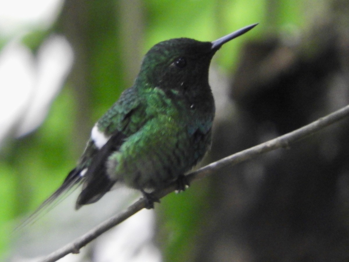 Green Thorntail - ML646496514