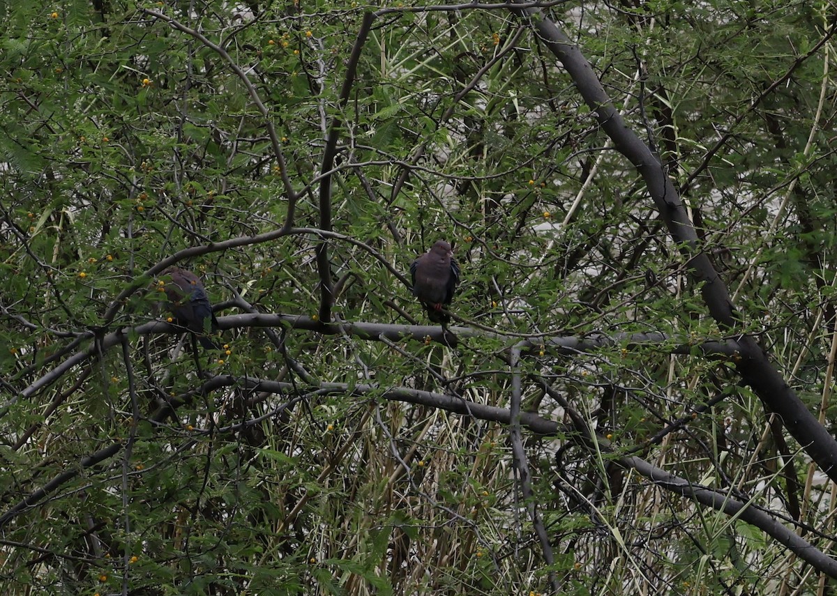 Peruvian Pigeon - ML646496518