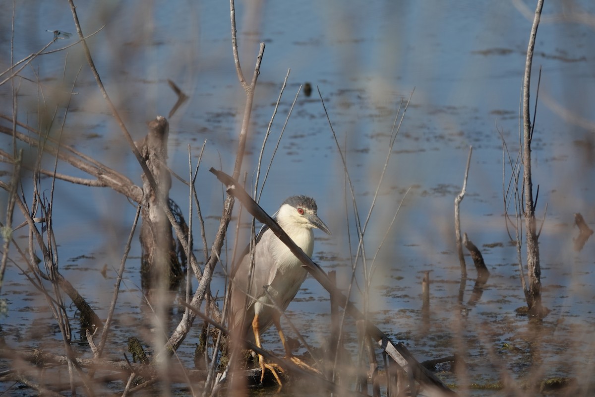 ゴイサギ - ML646496519