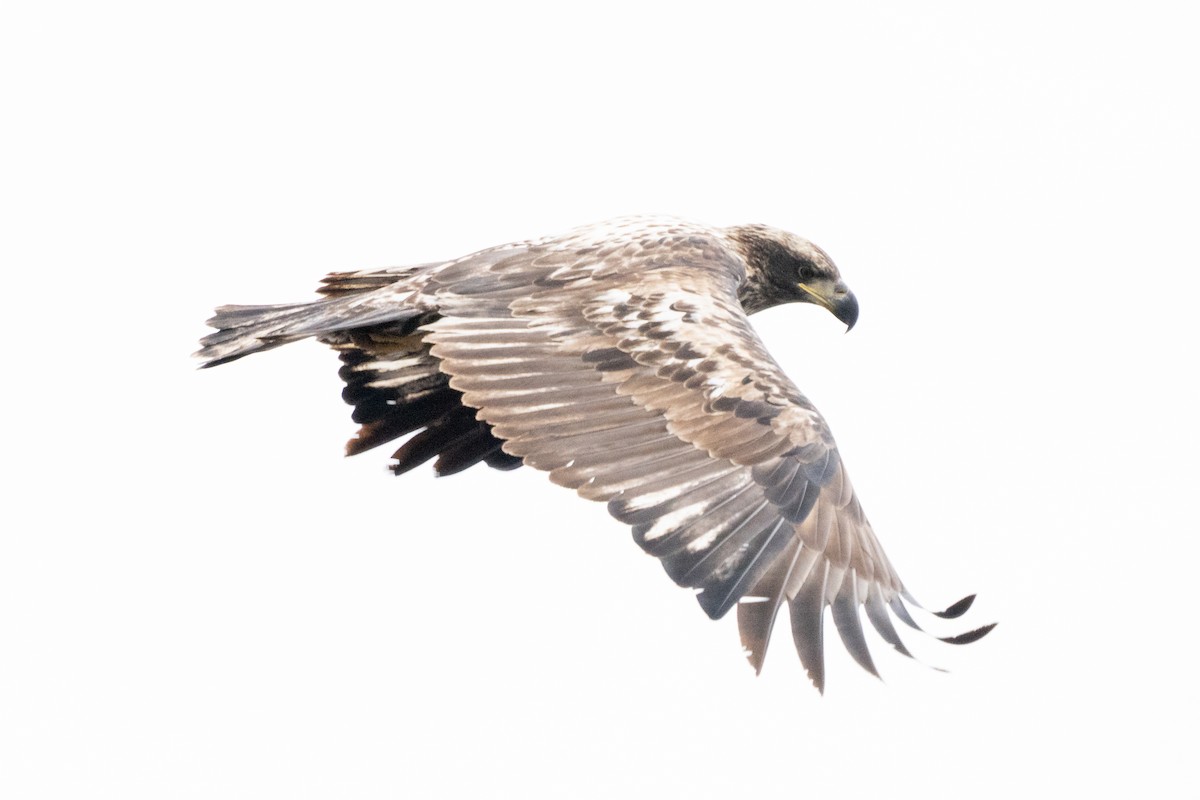 Itsas arrano buruzuria - ML646496520