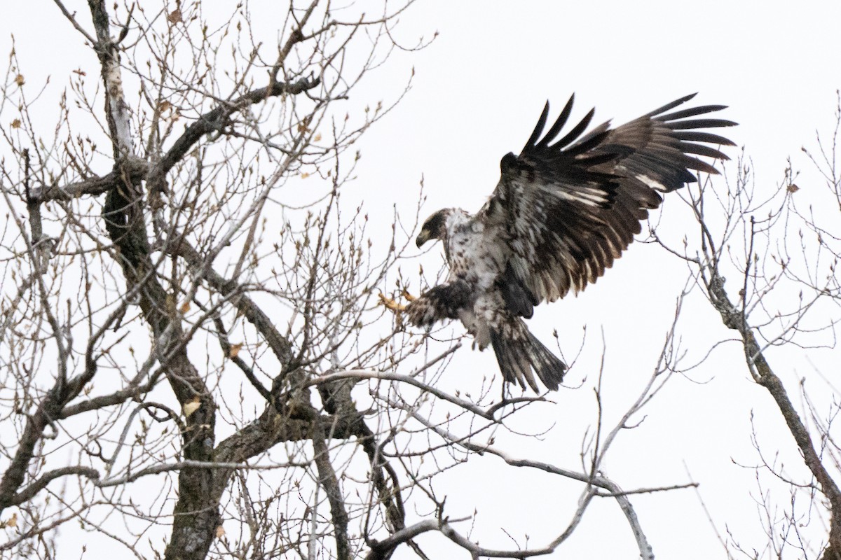 Itsas arrano buruzuria - ML646496522