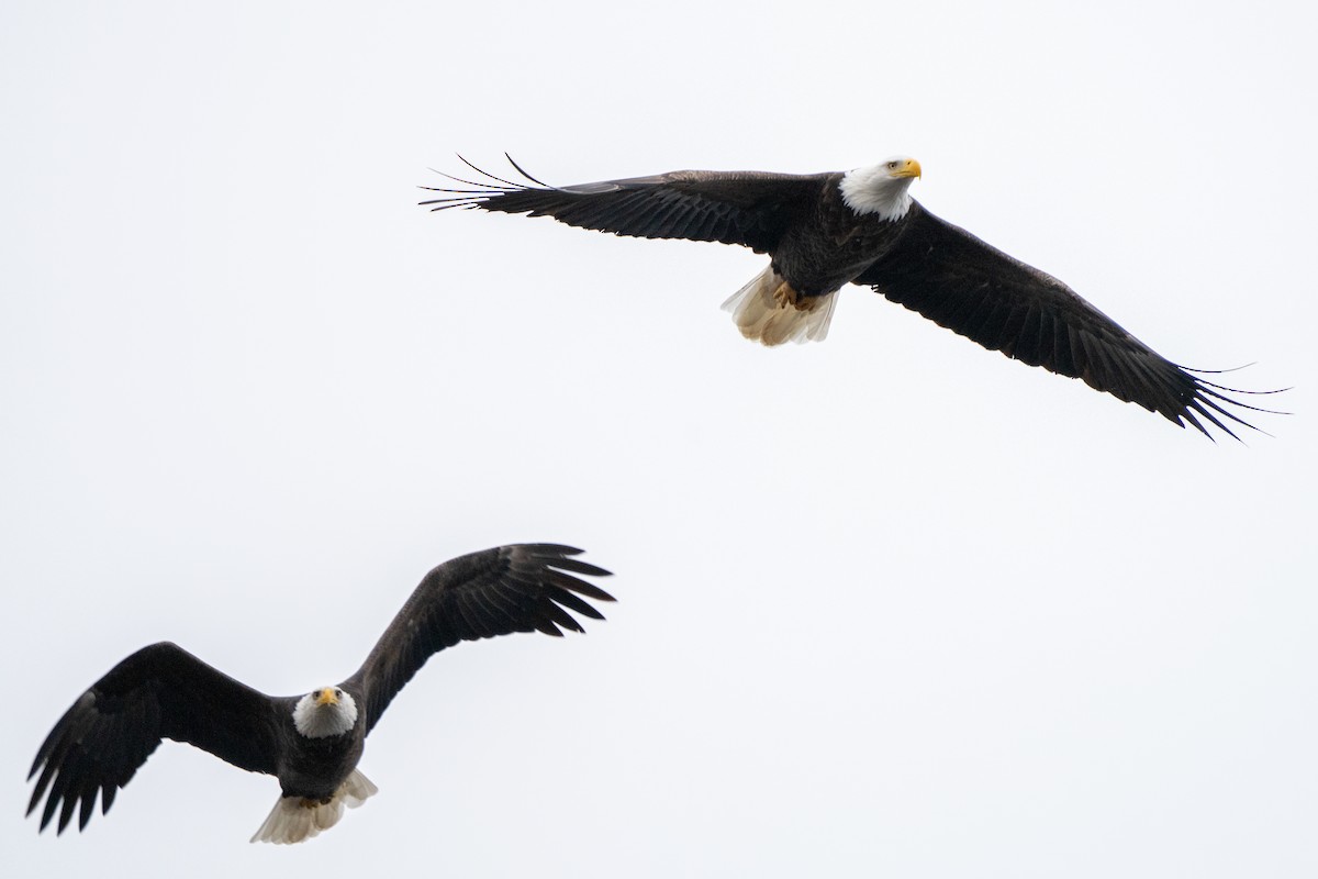 Itsas arrano buruzuria - ML646496523