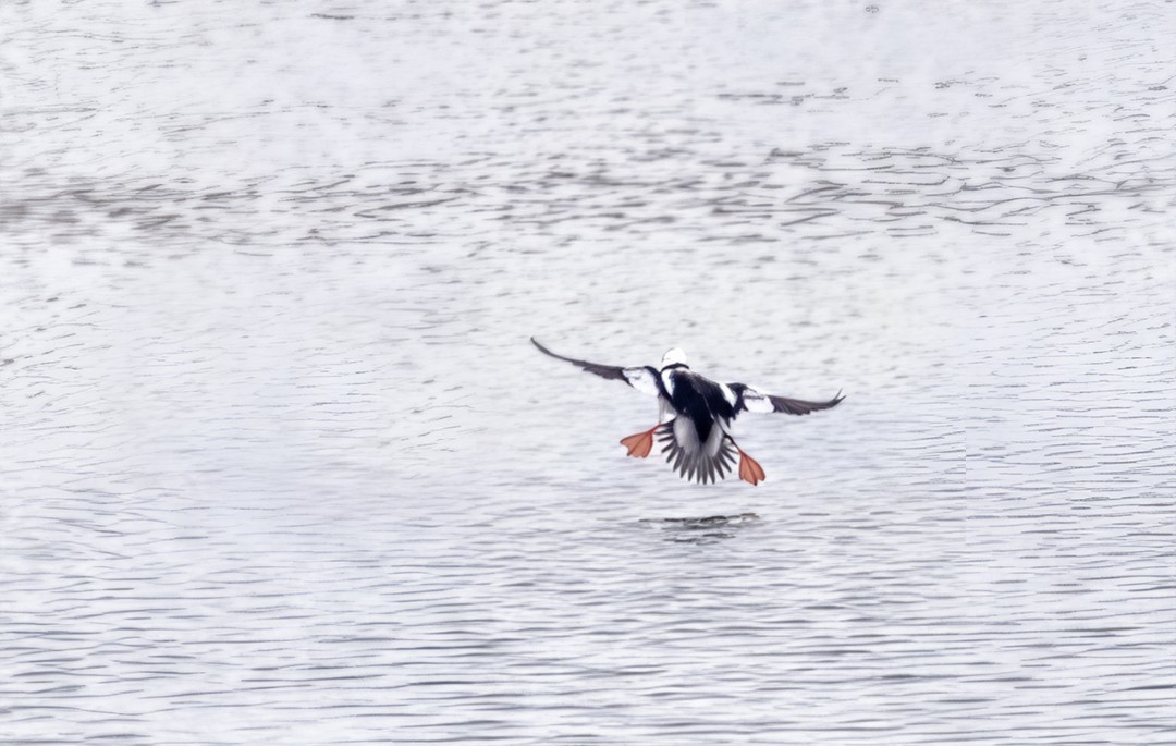 Bufflehead - ML646496524