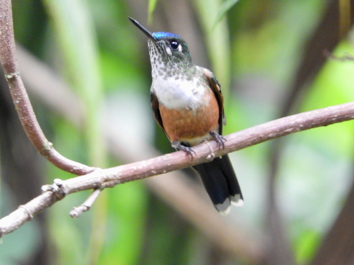 Violet-tailed Sylph - ML646496525