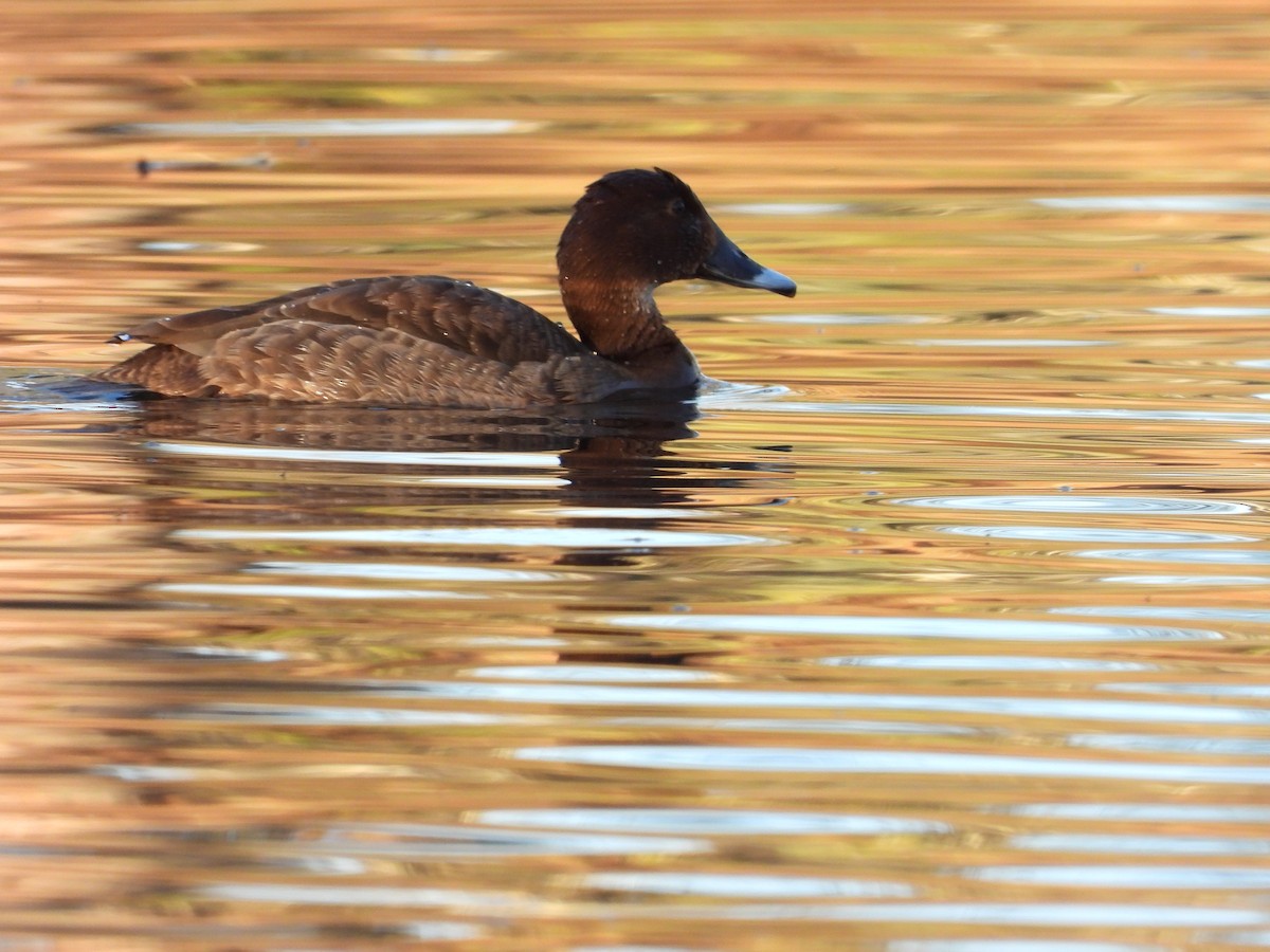 Hardhead - ML646496527