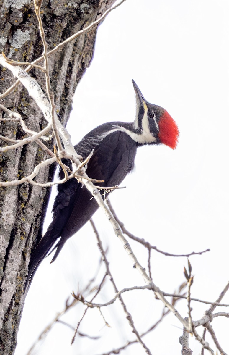 Жовна північна - ML646496528