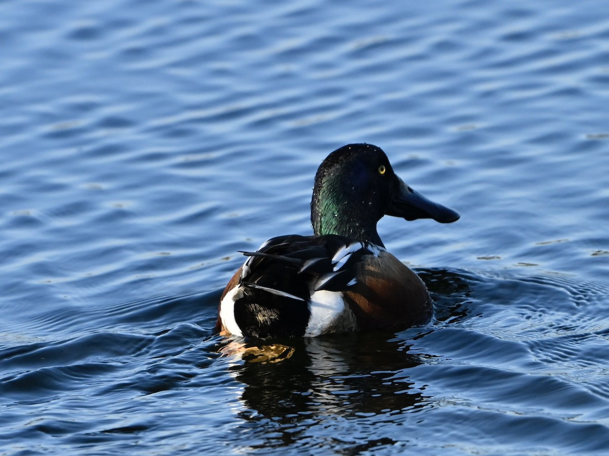 skjeand - ML646496530