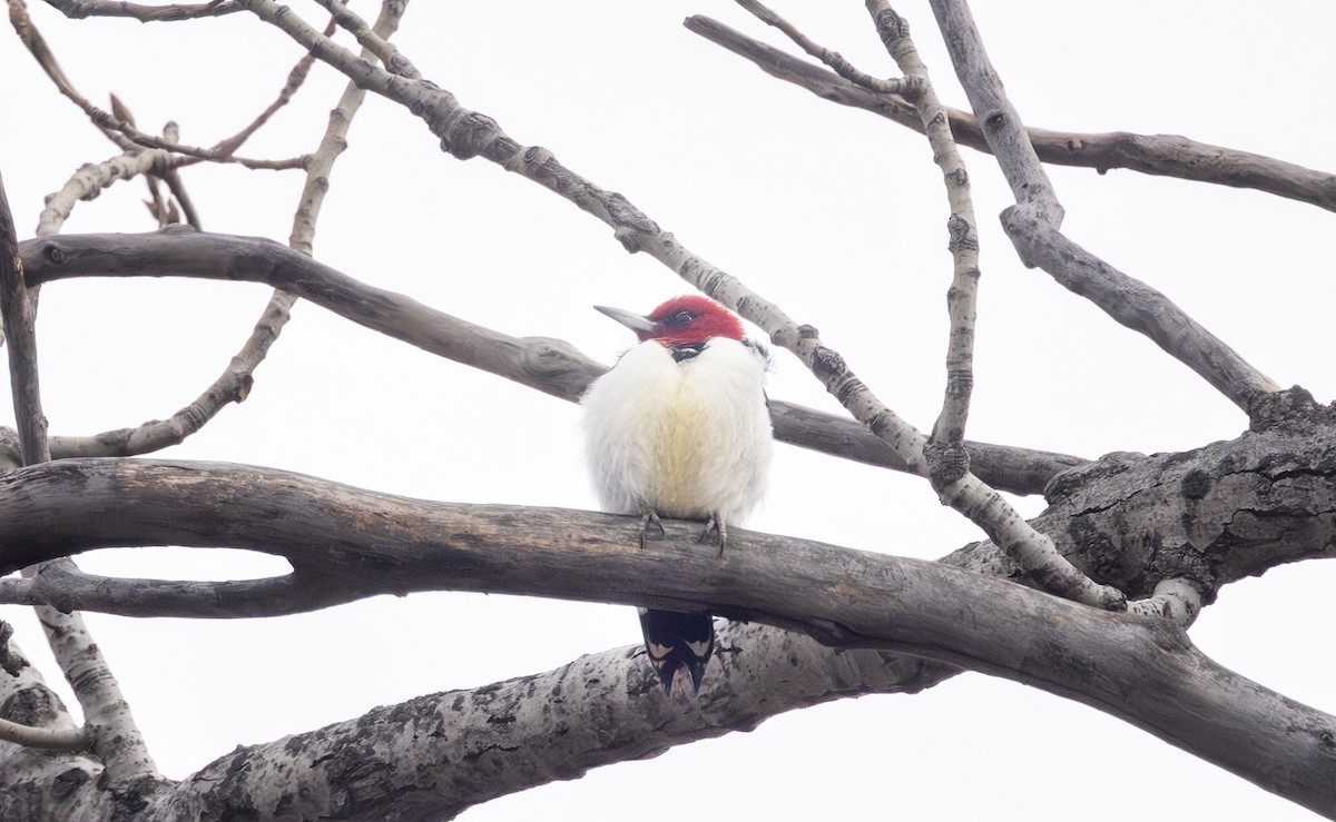 Red-headed Woodpecker - ML646496531