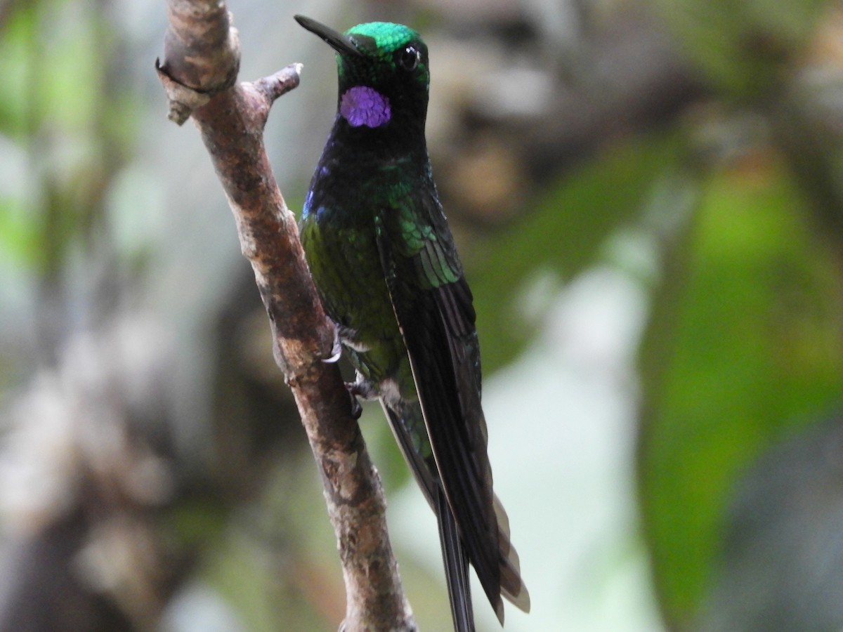 Empress Brilliant - ML646496532