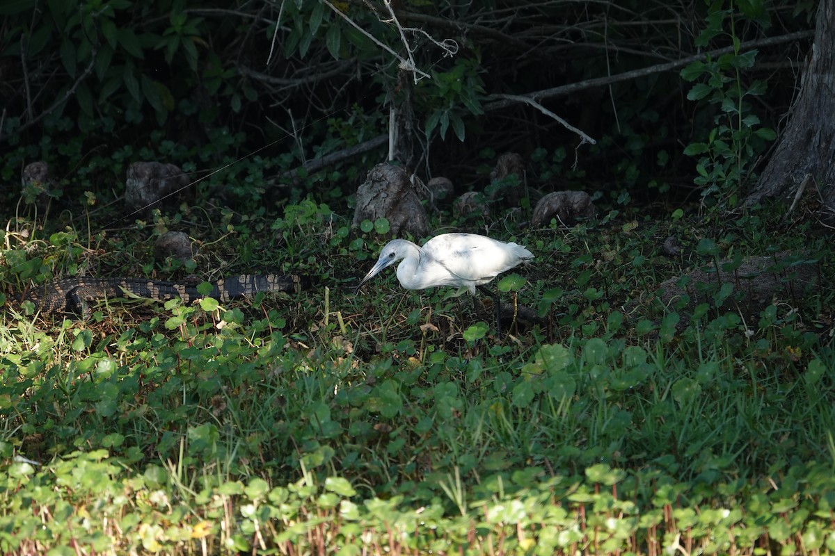 ヒメアカクロサギ - ML646496535