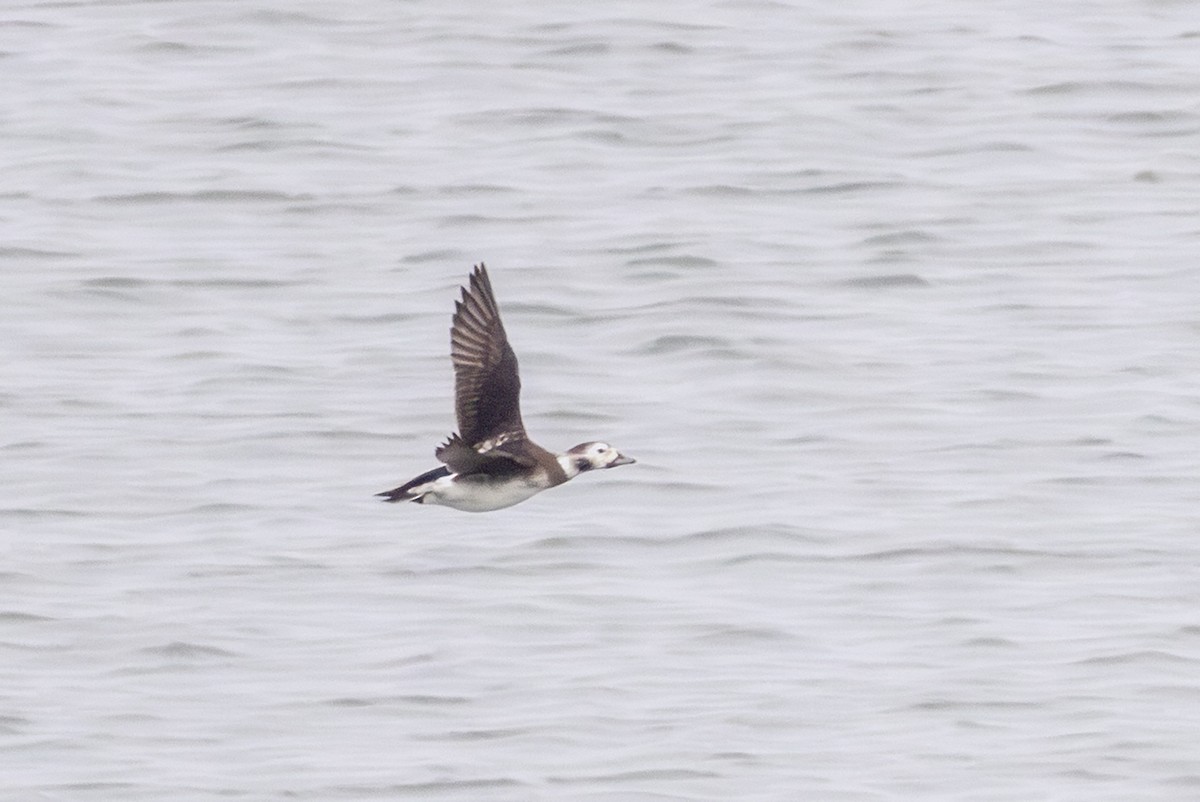 Long-tailed Duck - ML646496537