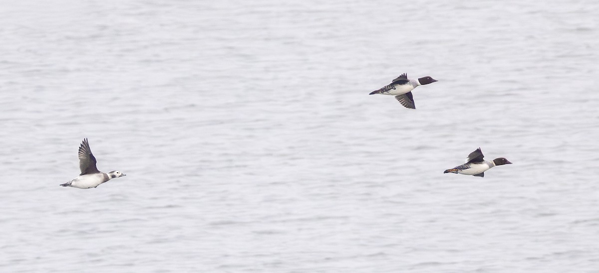Long-tailed Duck - ML646496538