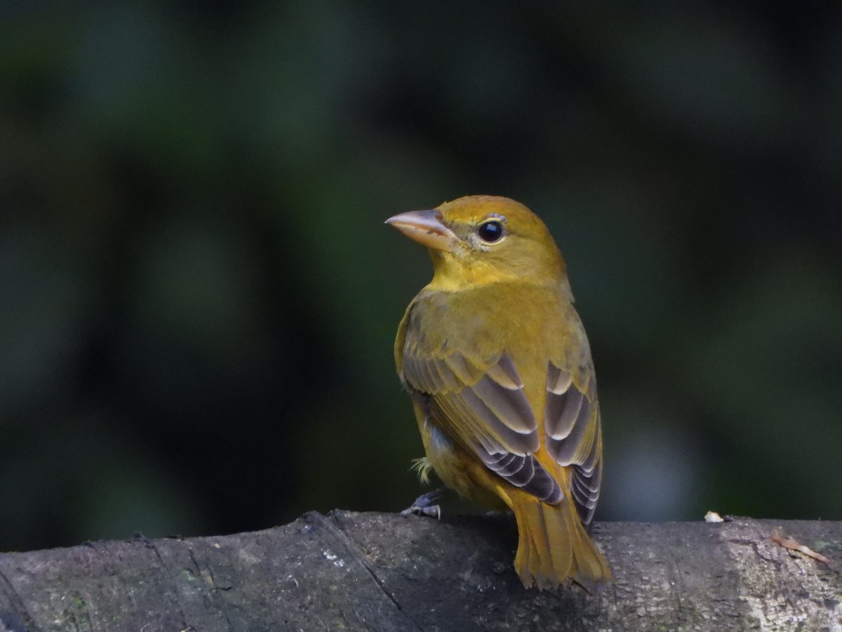 Summer Tanager - ML646496540