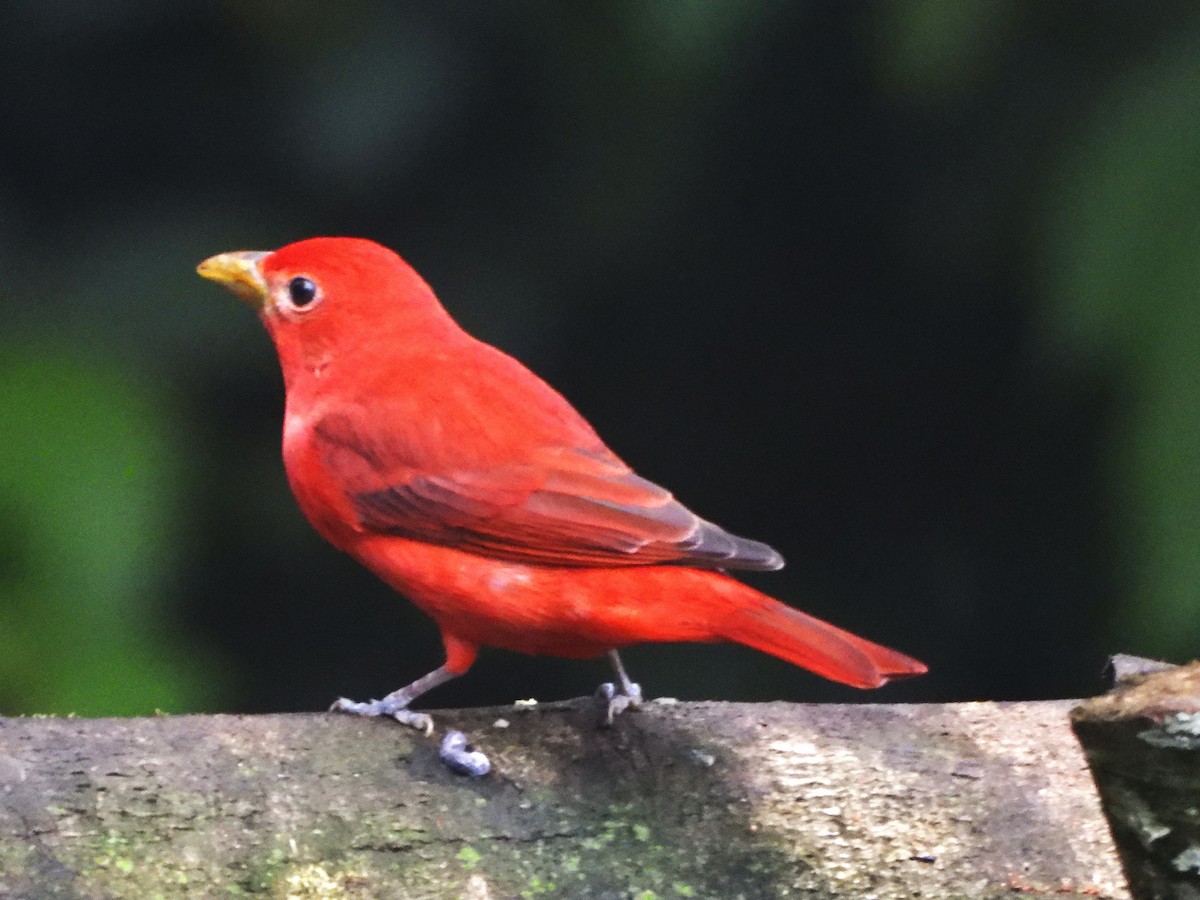 Hepatic Tanager - ML646496541