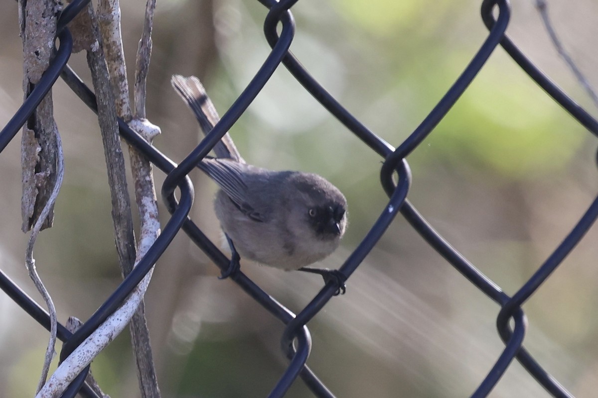 Bushtit (Pacific) - ML646496543