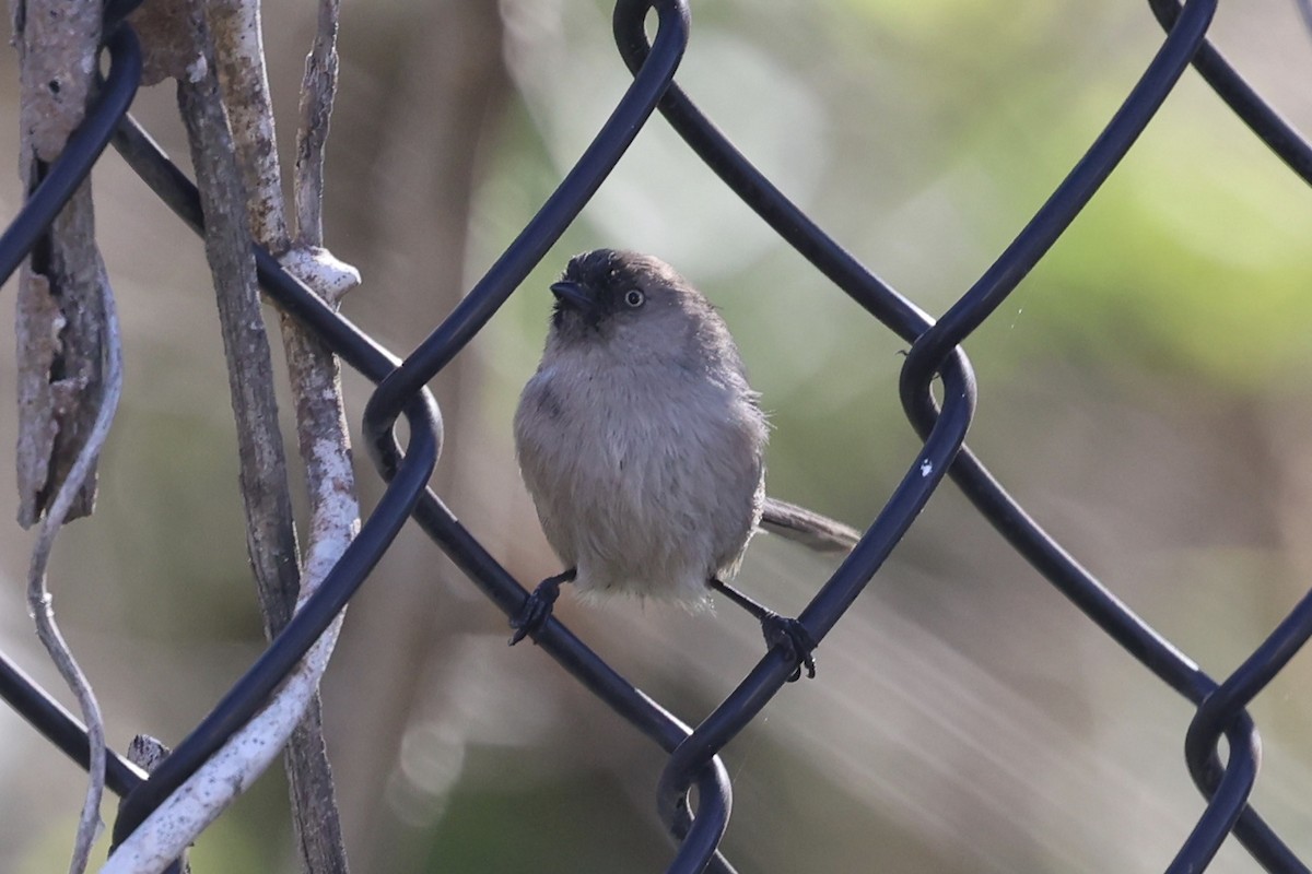 Bushtit (Pacific) - ML646496544