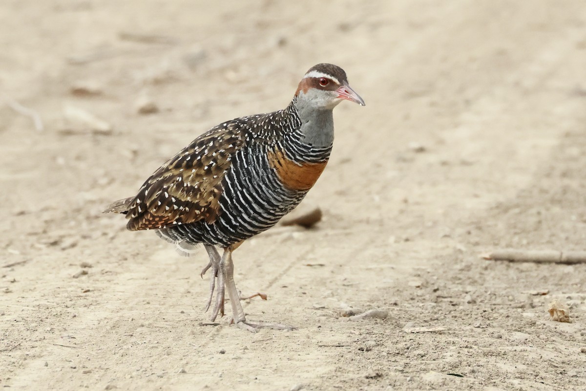 ナンヨウクイナ - ML646496549