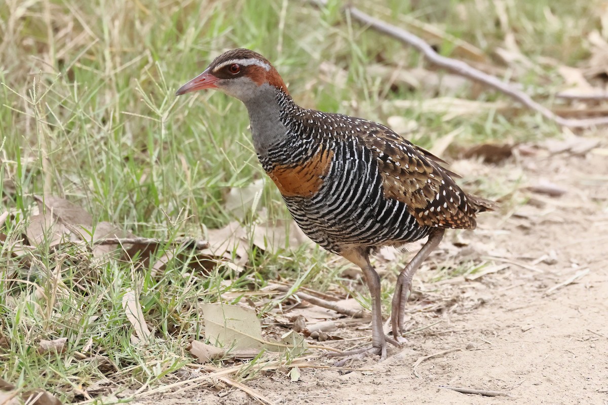 ナンヨウクイナ - ML646496550