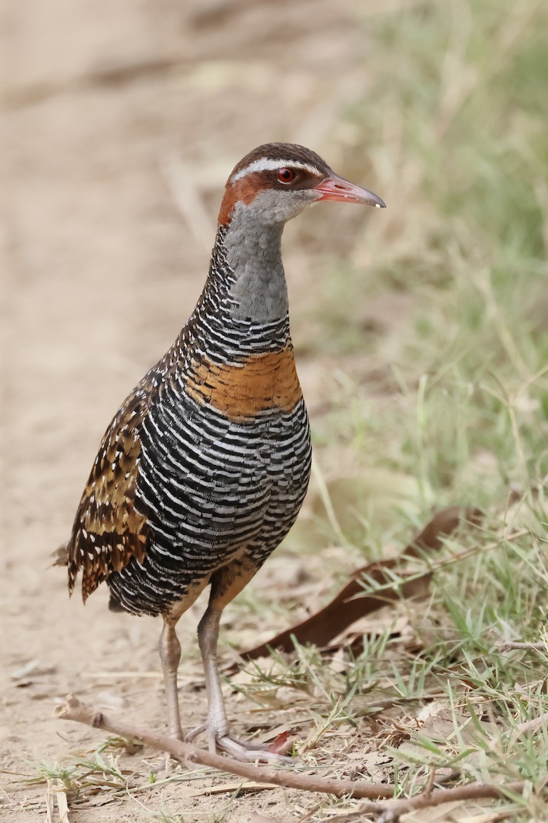 ナンヨウクイナ - ML646496551