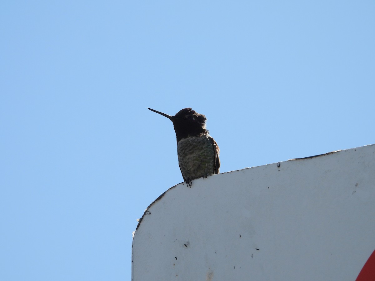 Colibrí de Anna - ML646496552