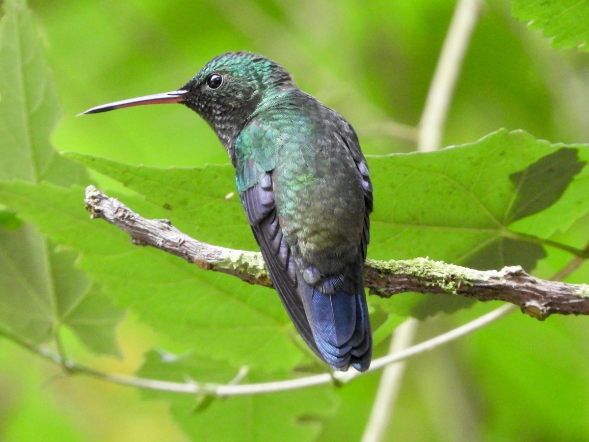 Steely-vented Hummingbird - ML646496554