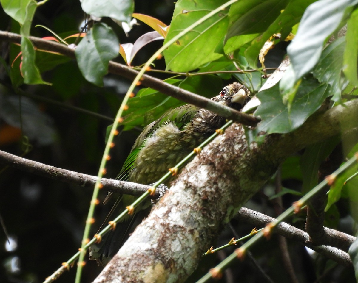 Spotted Catbird - ML646496555