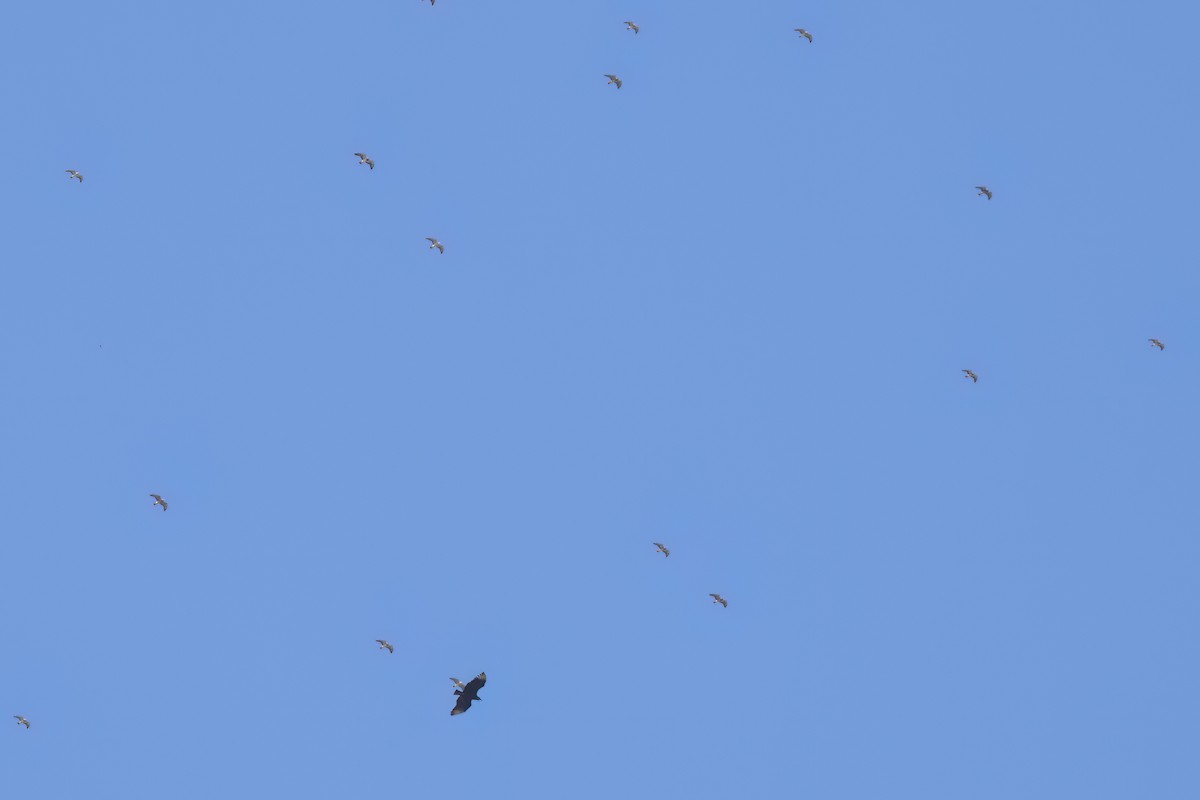 Urubu noir - ML646496560