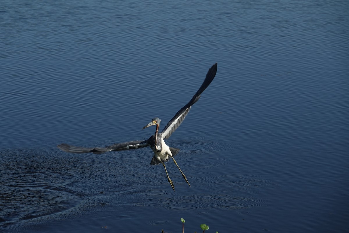 サンショクサギ - ML646496564