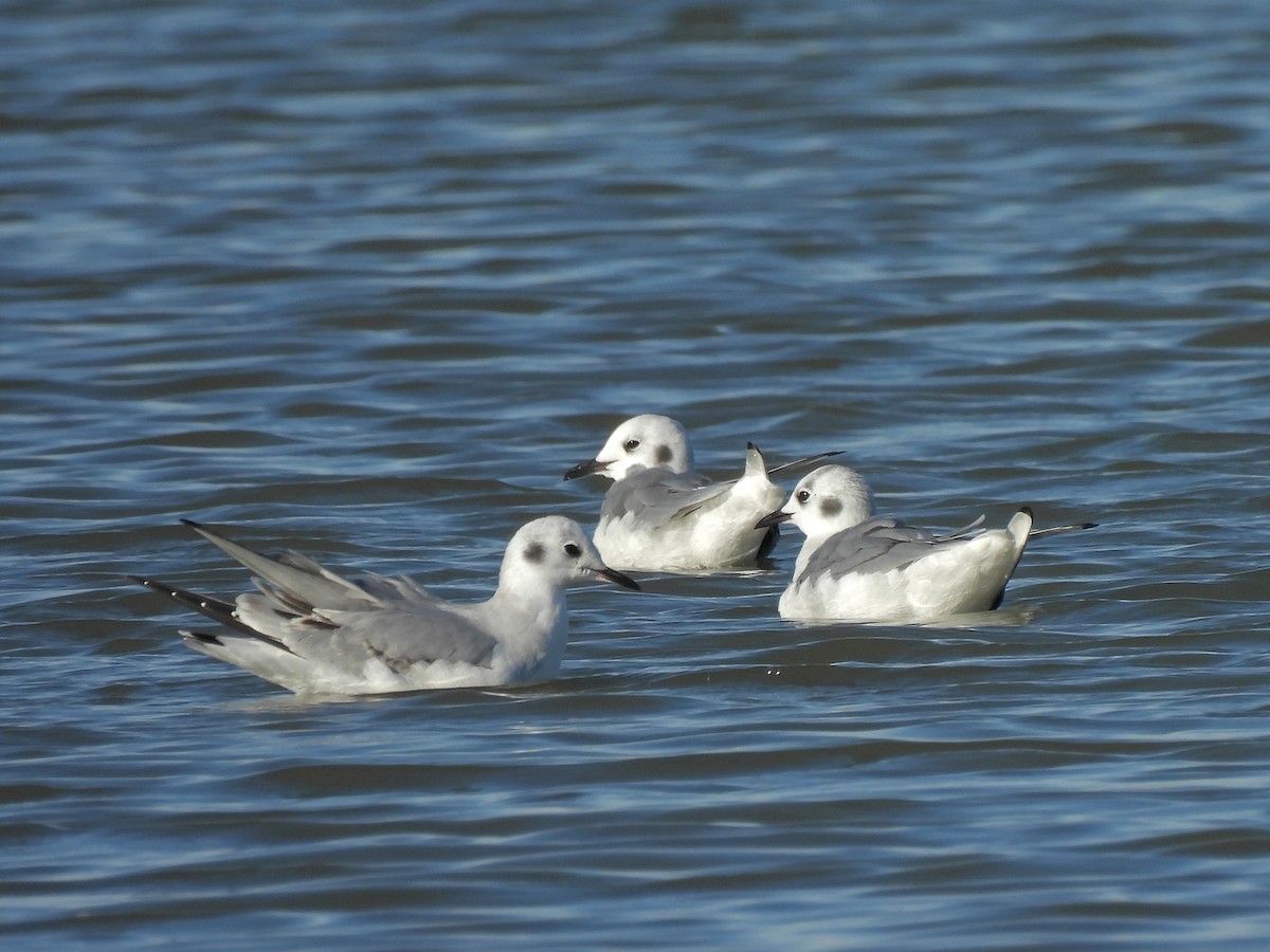 Bonaparte's Gull - ML646496567