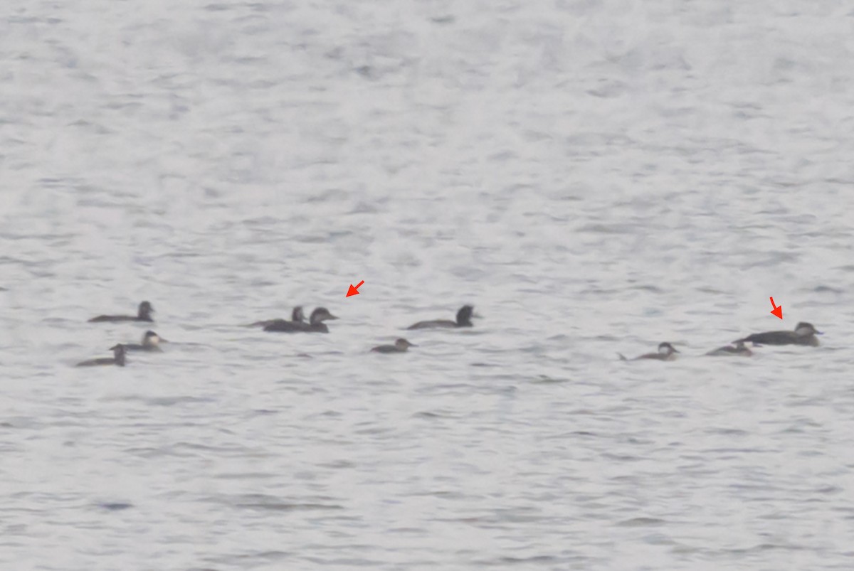 Black Scoter - ML646496568