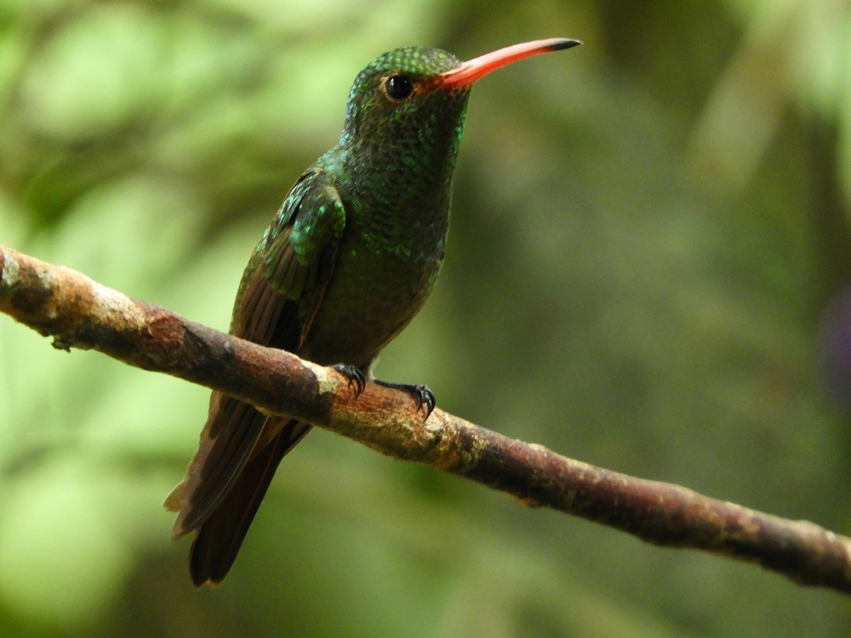 Rufous-tailed Hummingbird - ML646496569