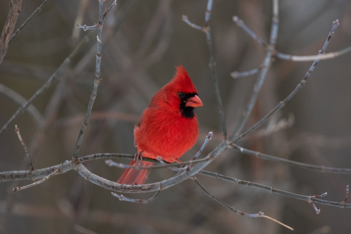 Cardinal rouge - ML646496571