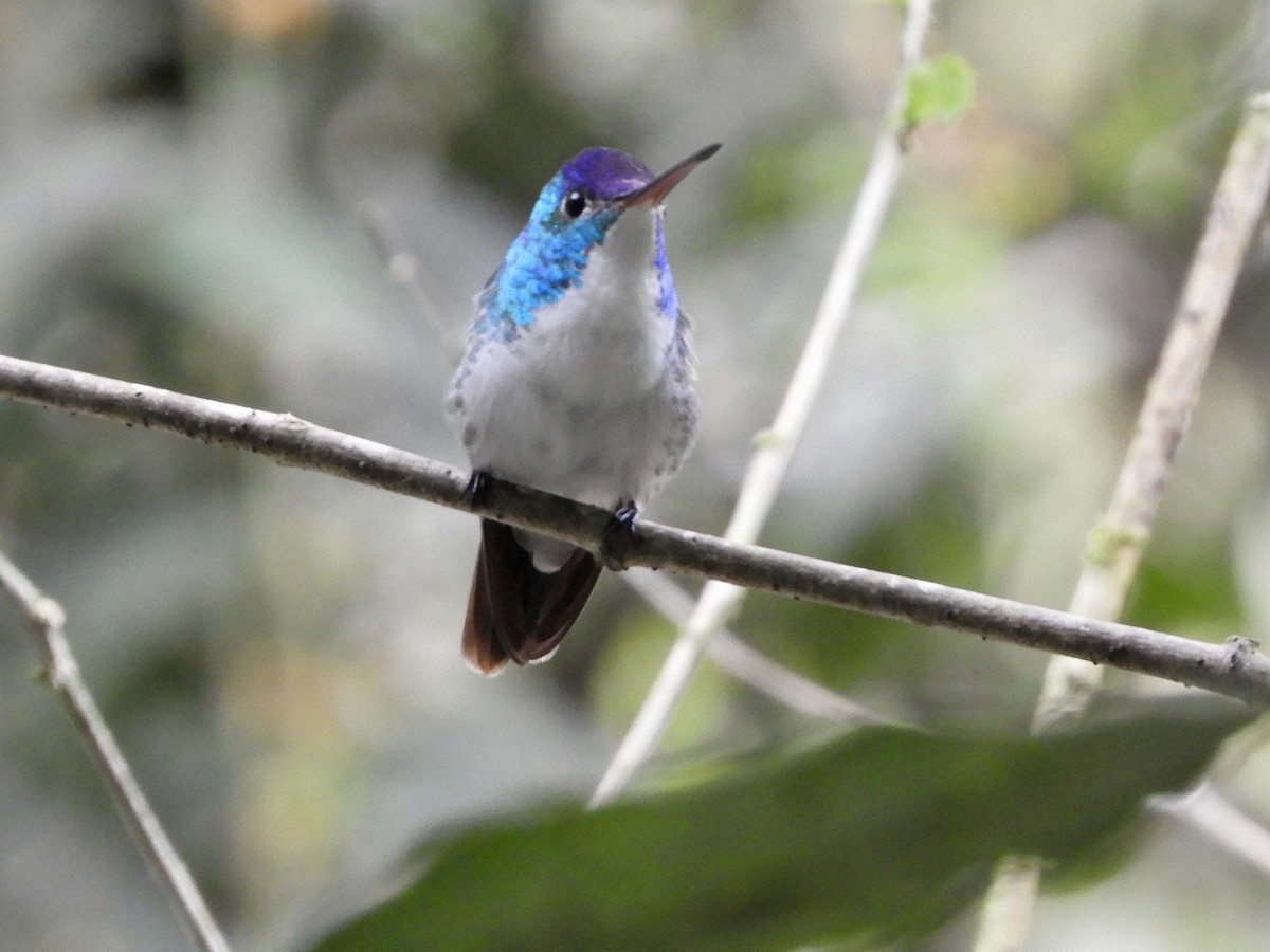 Andean Emerald - ML646496578