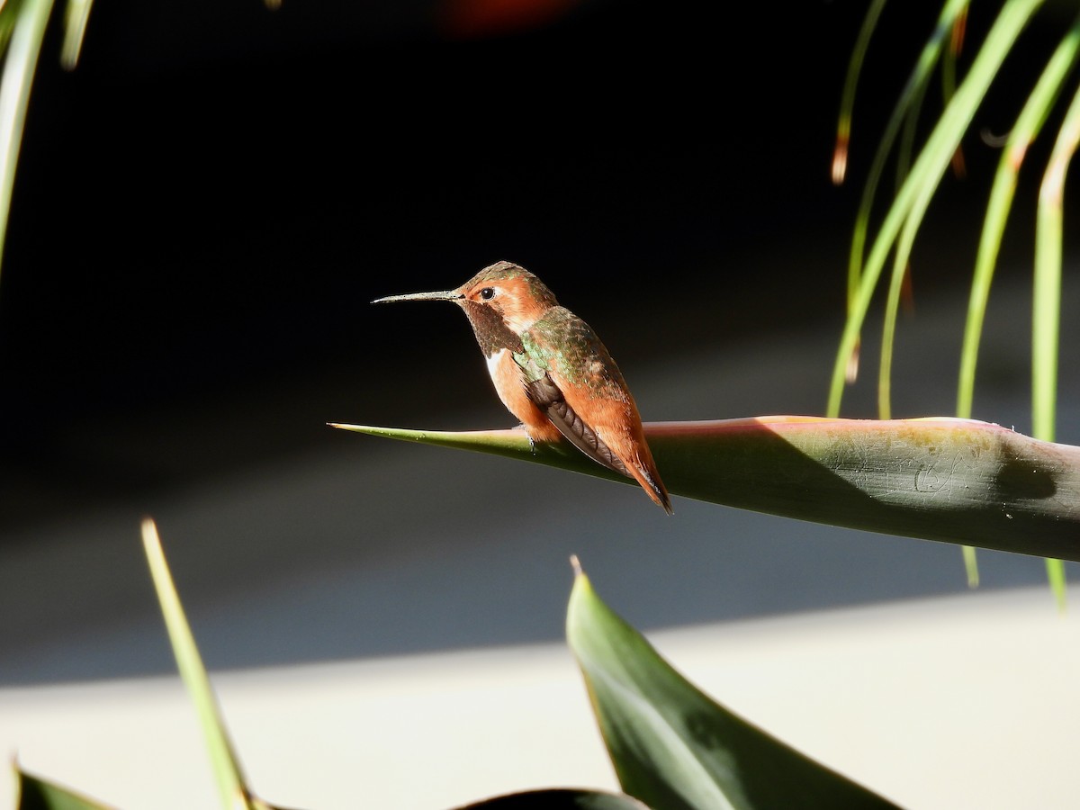 Colibrí de Allen - ML646496579